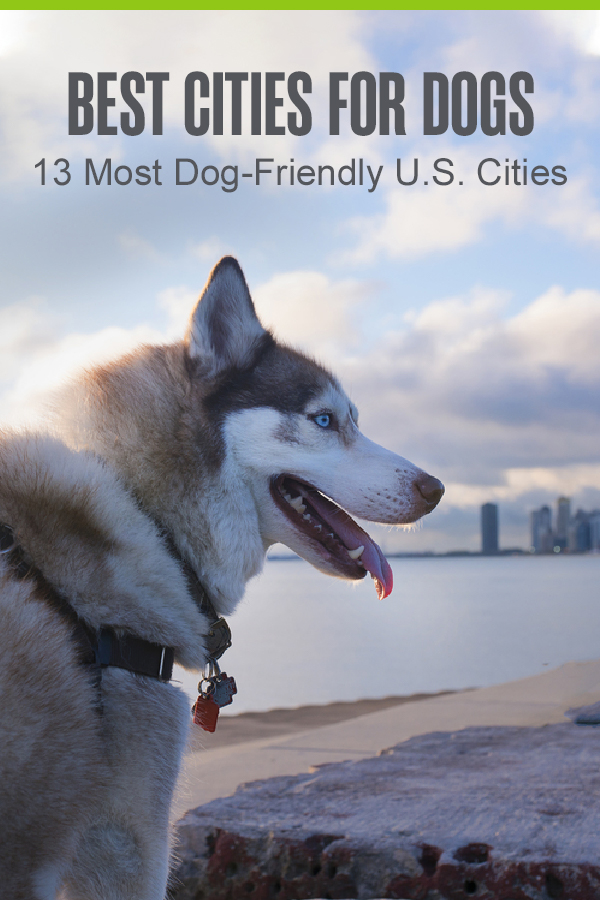 Pinterest Graphic: Best Cities for Dogs: 13 Most Dog-Friendly U.S. Cities