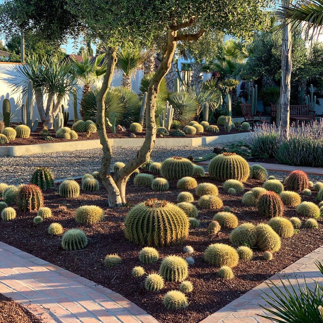 low maintenance landscaping with cactus in planting bed photo by Instagram user @stevevonsteen
