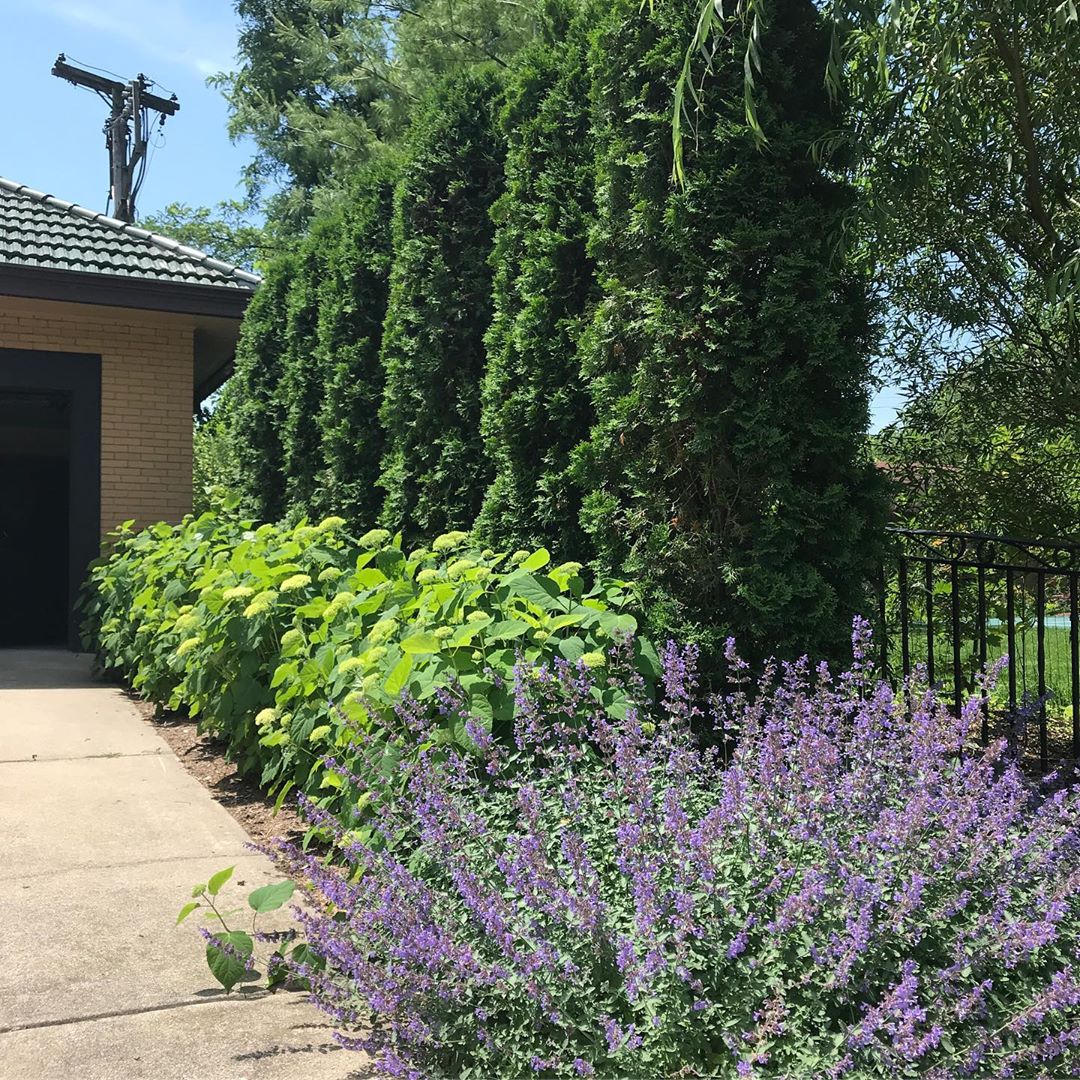side yard with tall privacy hedges added next to fence photo by Instagram user @arrow_outdoor_design