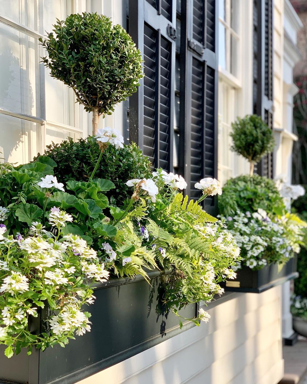 black window boxes filled out with lots of plants photo by Instagram user @ccbella.t