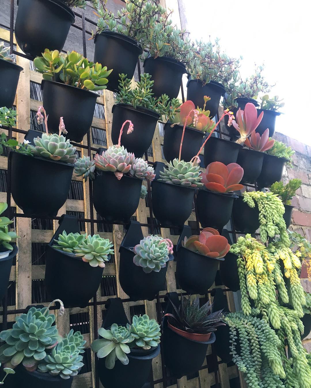 Potted plants placed on vertical wall.