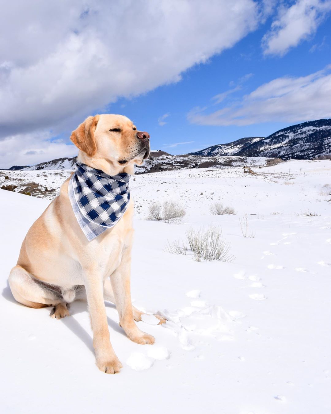 yellow lab sitting in the snow in a field in Bozeman photo by Instagram user @getting.into.mischief