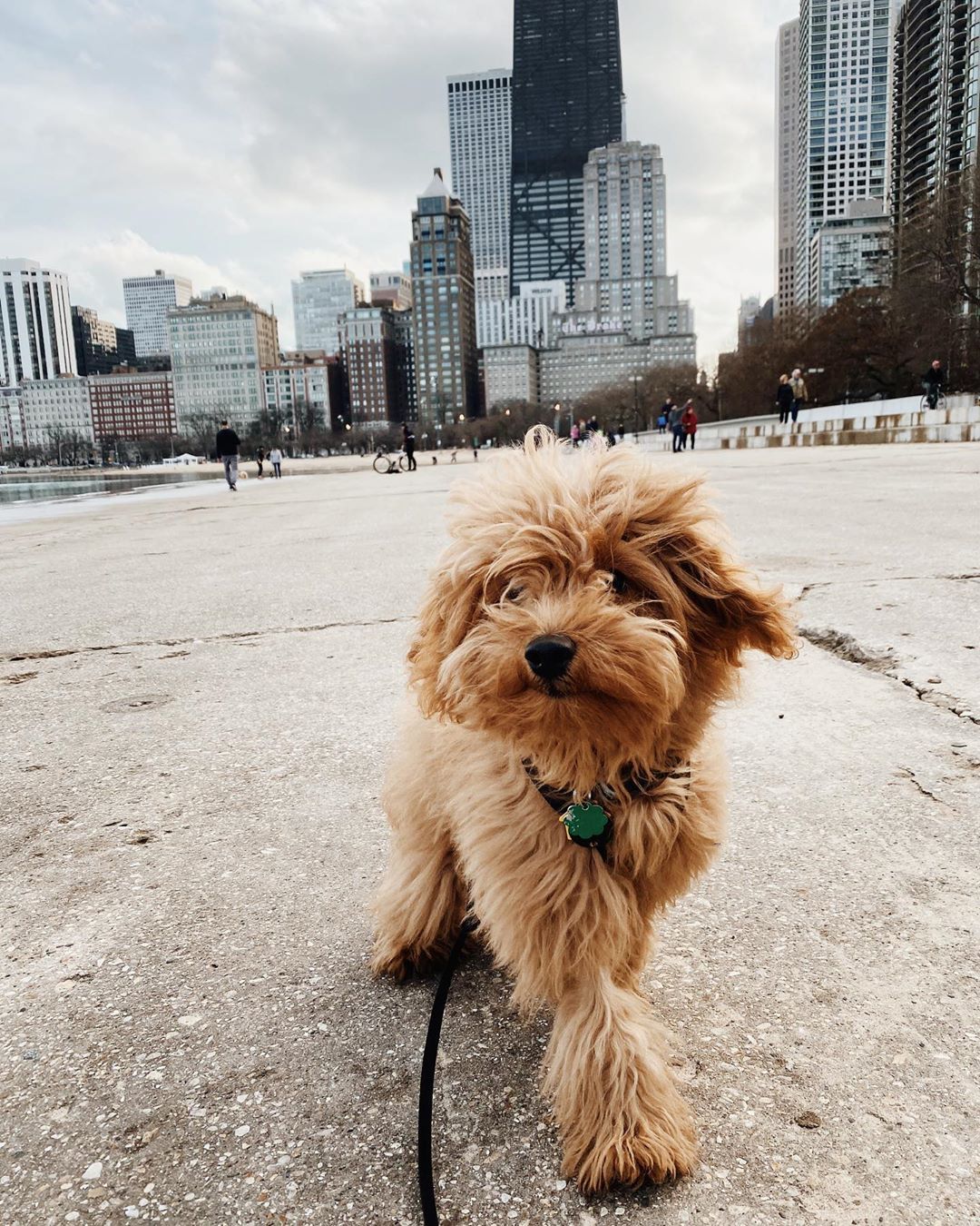 mini golden doodle walking along the lake in downtown Chicago photo by Instagram user @oskee.the.goldee