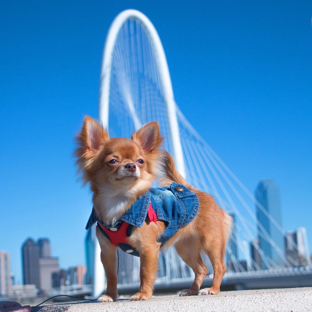 chihuahua wearing a jean shirt in dallas photo by Instagram user @stella_chihuahuavibe
