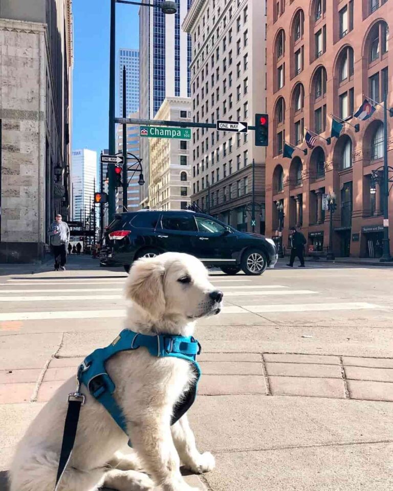 13 Most DogFriendly Cities in the U.S. Extra Space Storage