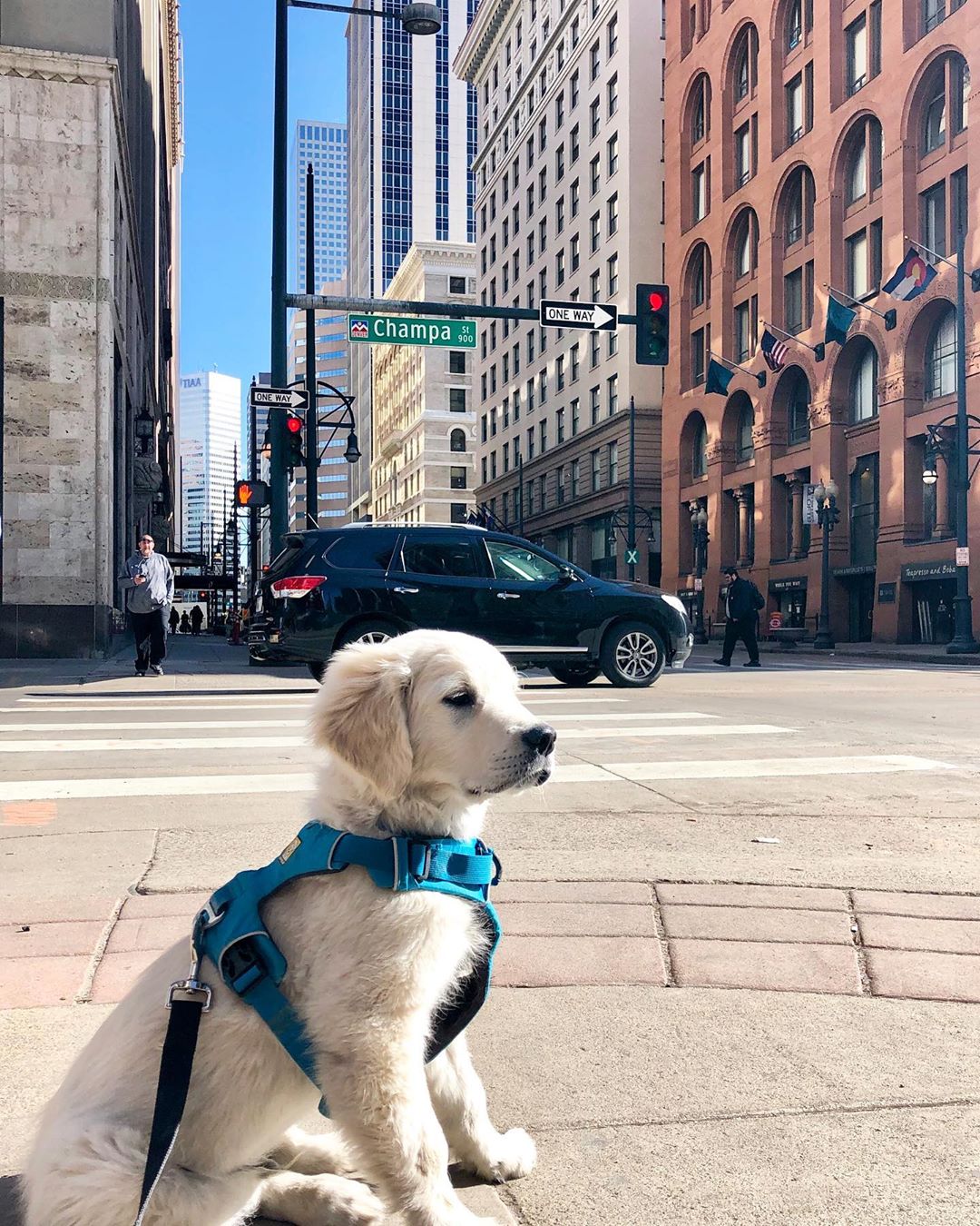 golden retriever puppy sitting on a corner in Denver, CO photo by Instagram user @st.iggy.smalls