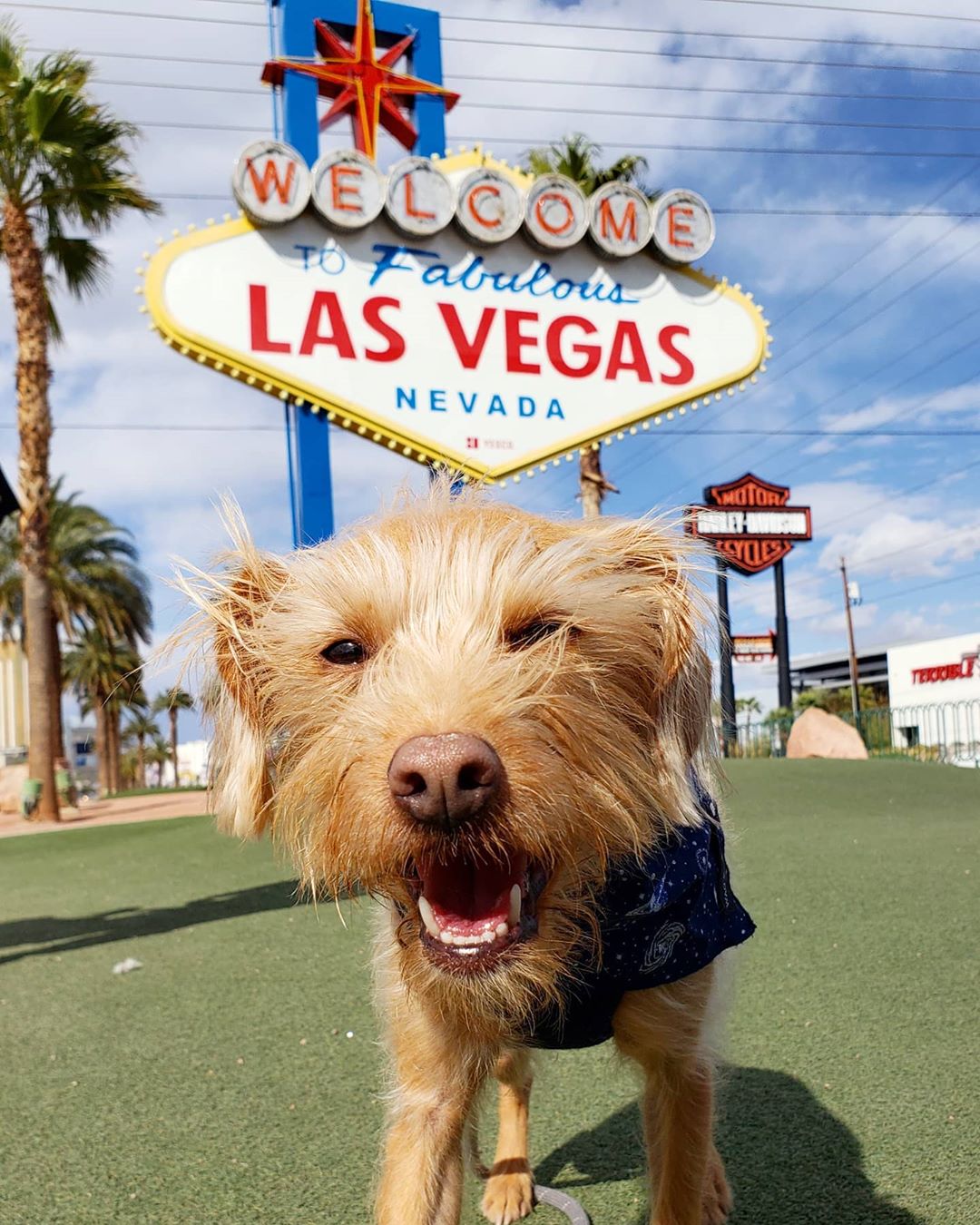 small dog standing in front of the Welcome to Las Vegas sign photo by Instagram user @winstonthedtladog