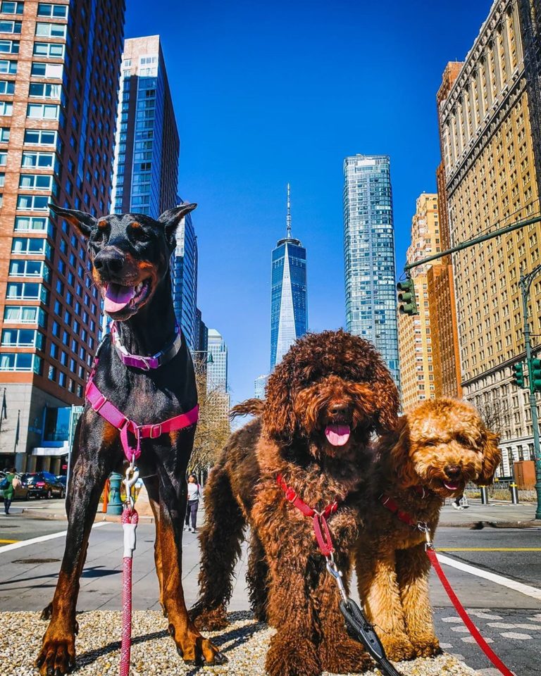 13 Most DogFriendly Cities in the U.S. Extra Space Storage