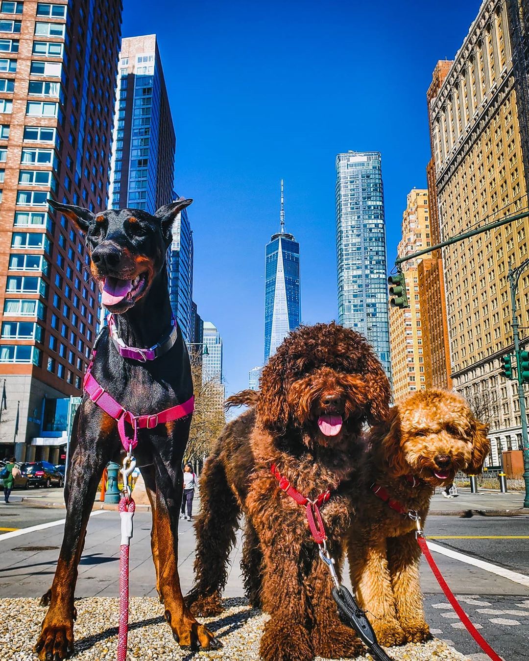 doberman, labradoodle, and golden doodle standing in downtown New York City with One World Trade Center Tower photo by Instagram user @purrple_paws