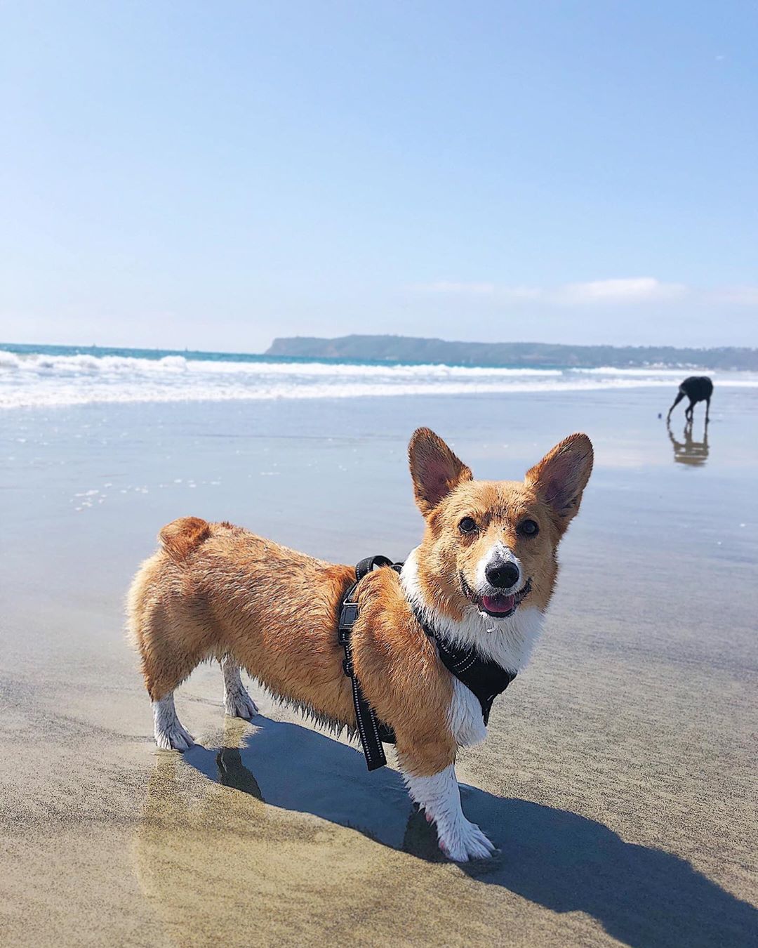 corgi wearing a harness standing in front of the ocean in San Diego photo by Instagram user @noodleboymarlowe