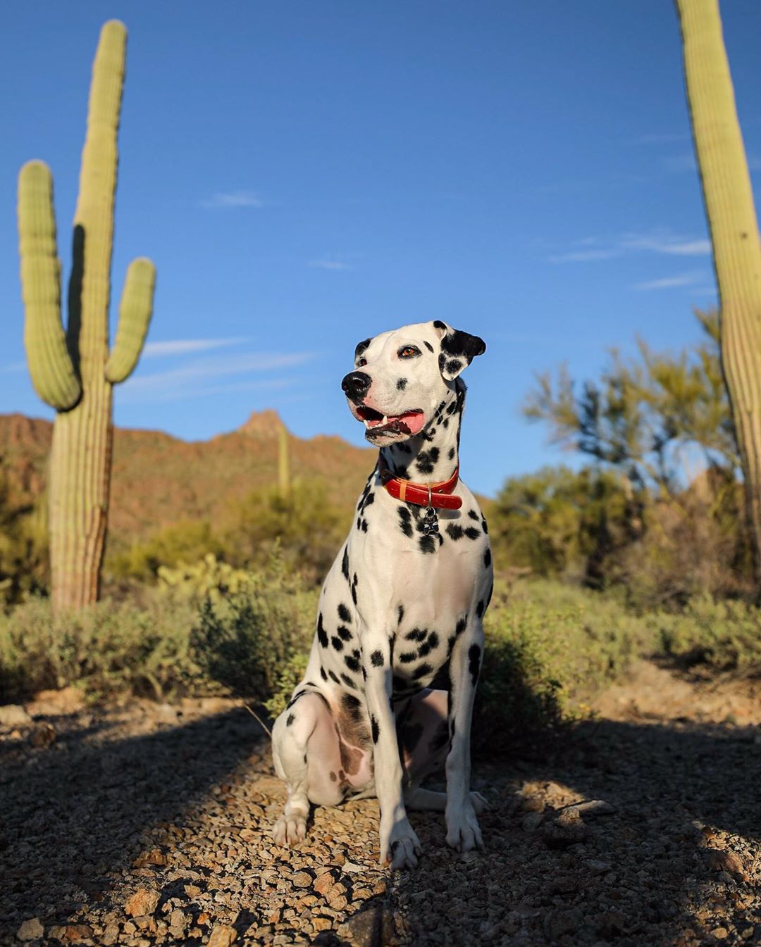 dalmation sitting down in a desert area with cactus nearby photo by Instagram user @louisonchewison