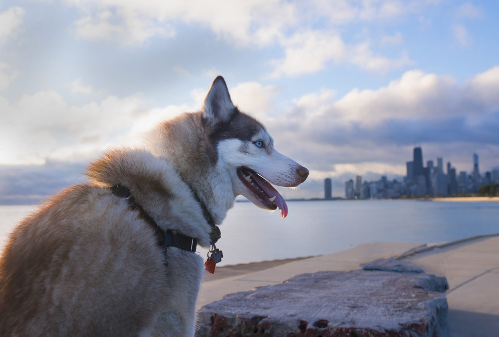 husky sitting with its tongue out along the lakefront with city skyline in the background