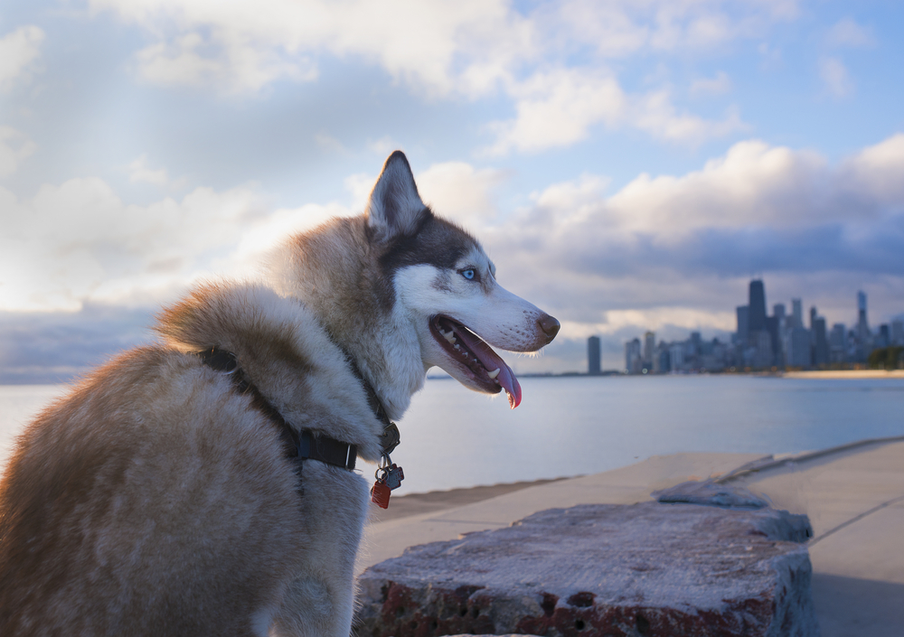 husky sitting with its tongue out along the lakefront with city skyline in the background