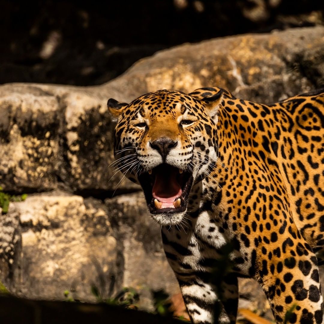 jaguar at the Jacksonville Zoo photo by Instagram user @jacksonvillezoo