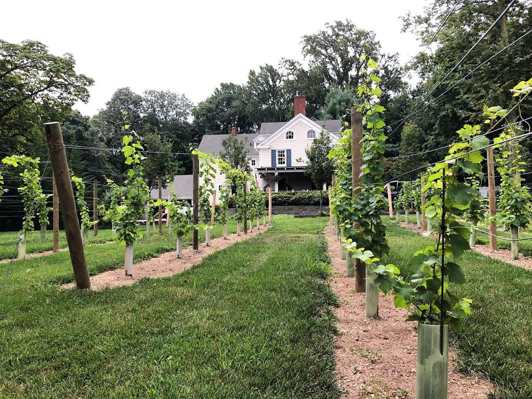 backyard vineyard at a residential home photo by Instagram user @longislandvinecare