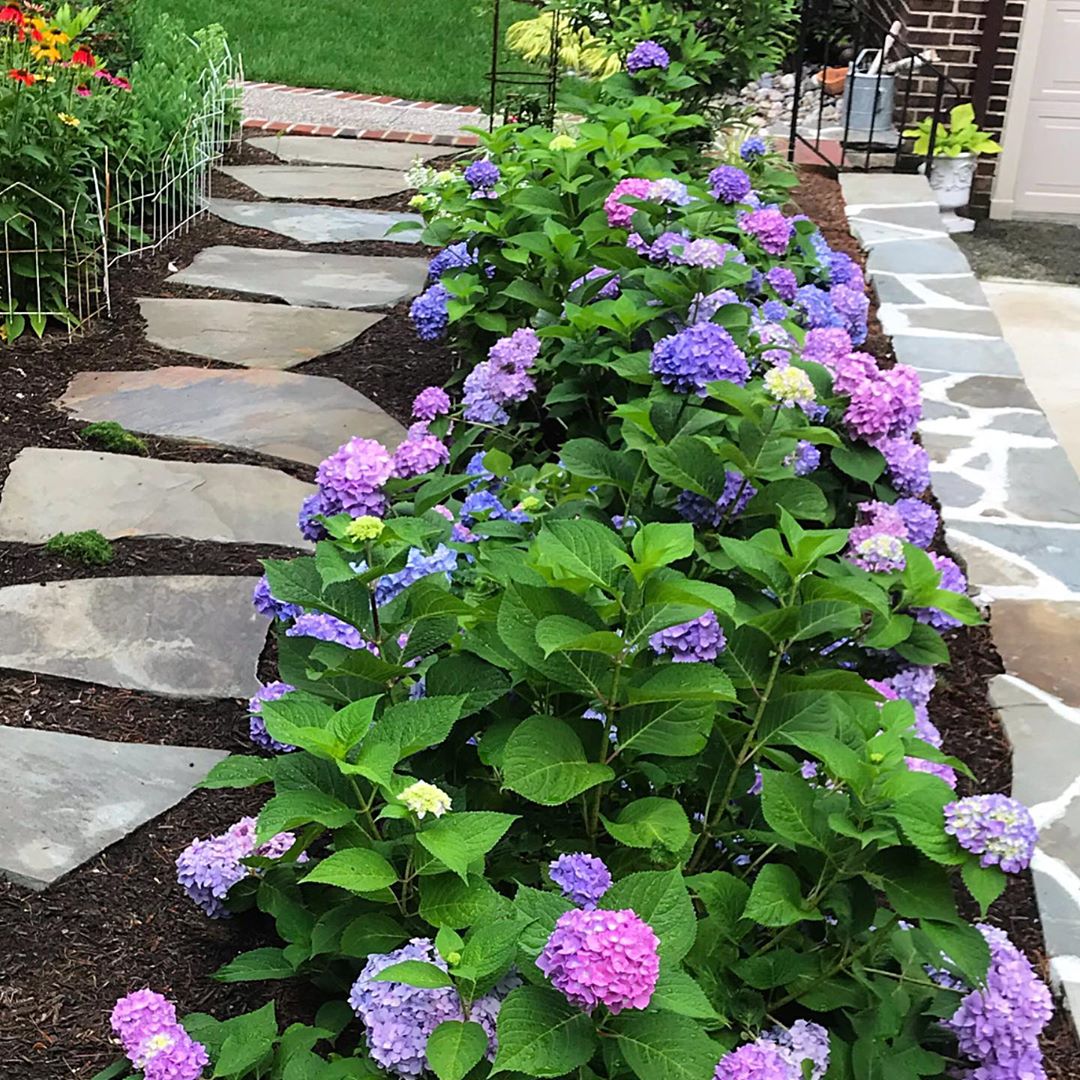 well manicured garden with multi colored hydrangeas photo by Instagram user @ablondeandabrush