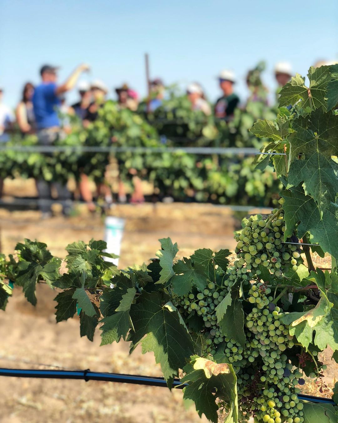 grape vines in J. Victor Vineyards with Telayawine photo by Instagram user @telayawine