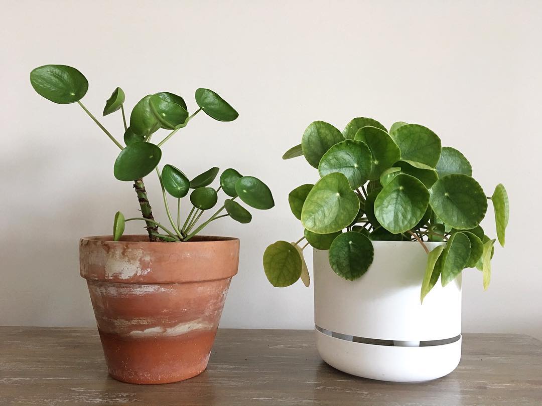 self watering plant next to a ceramic pot photo by Instagram user @alivia_houseplants