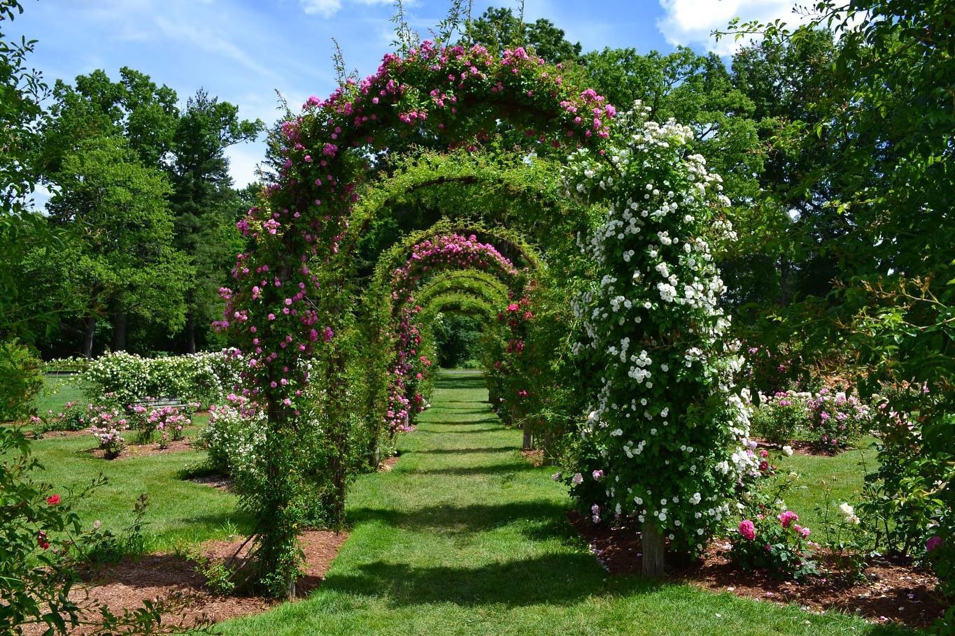 Front shot of archways made from climbing plants at a park.