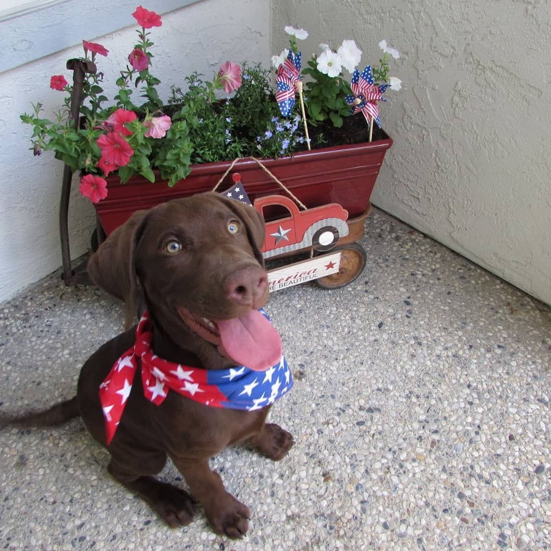 Chocolate Lab Puppy Wearing American Flag Bandana. Photo by Instagram user @stephaniedammmm_