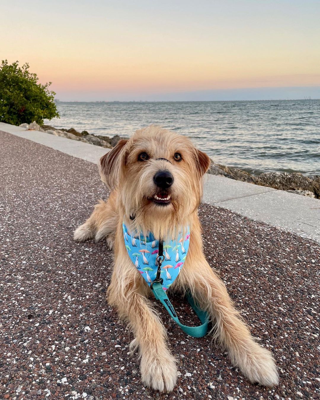 Golden Retriever Mix Sitting on the Sidewalk at St. Pete Beach. Photo by Instagram user @franco_thewonderdog