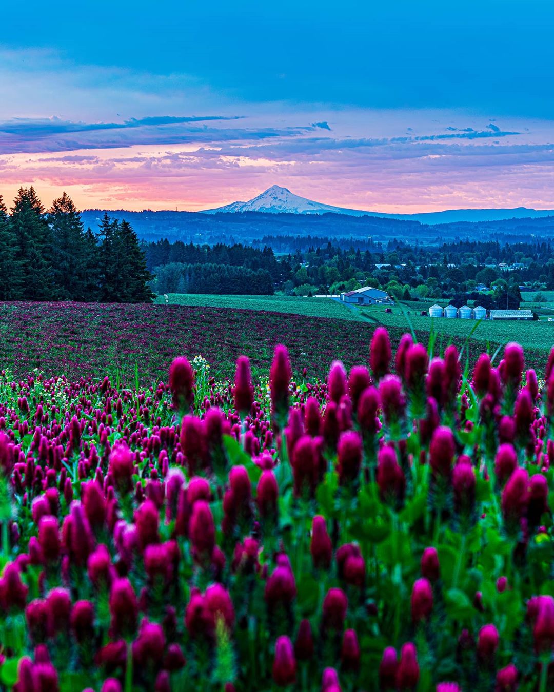 Photo of Flowers Ready to Bloom on a Hillside in Hillsboro, OR. Photo by Instagram user @pnw.adventures.82