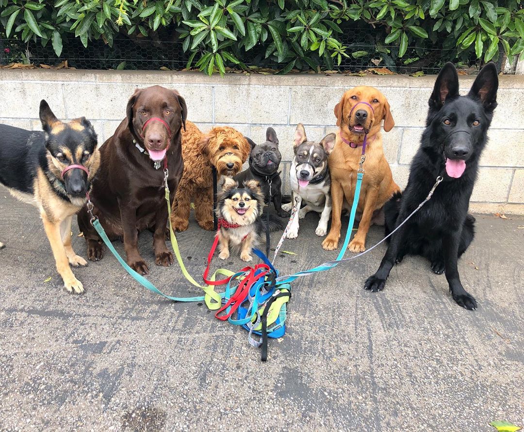 Group of Dogs Sitting Down for a Photo. Photo by Instagram user @centralcoastdogservices