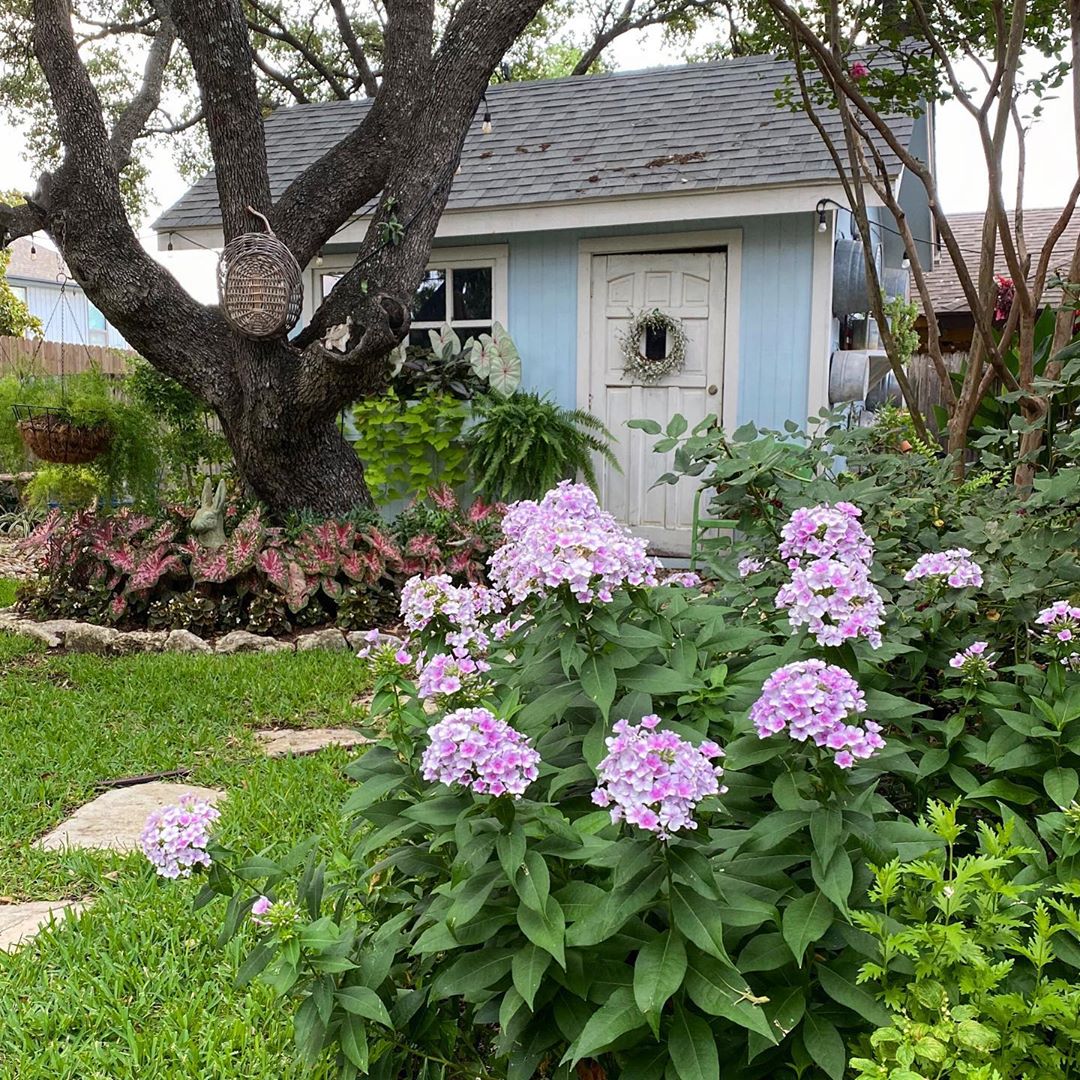 Blue and White She Shed with Phlox and Hydrangeas Blooming. Photo by Instagram user @ahappyretiree