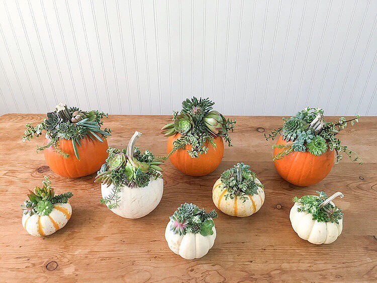 Pumpkins Carved for Holding Succulents. Photo by Instagram user @whiteslatestudio