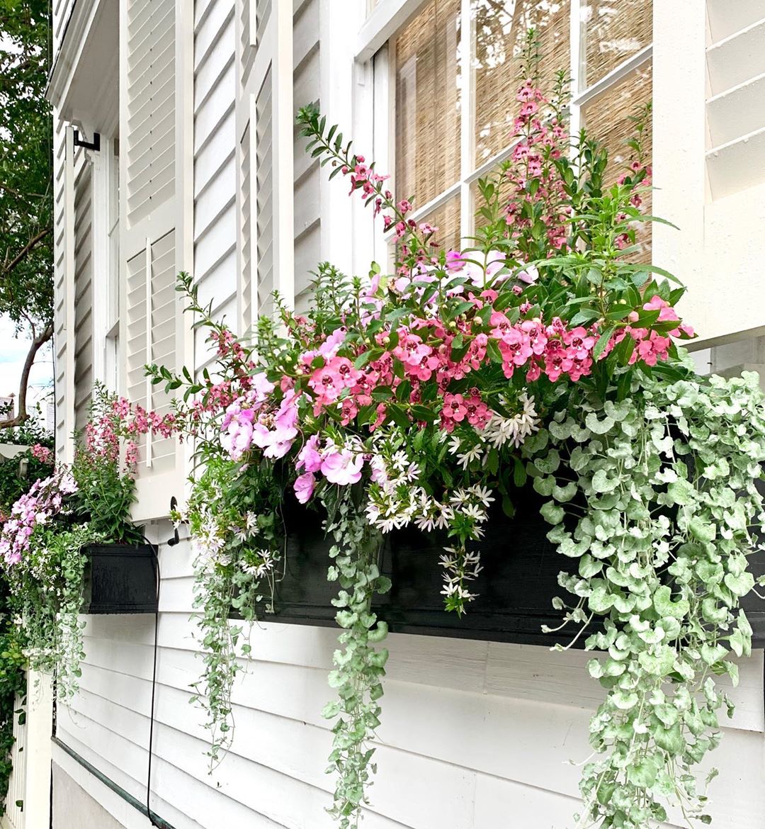 Black Window Boxes with Blooming Flowers. Photo by Instagram user @thecharlestonlens