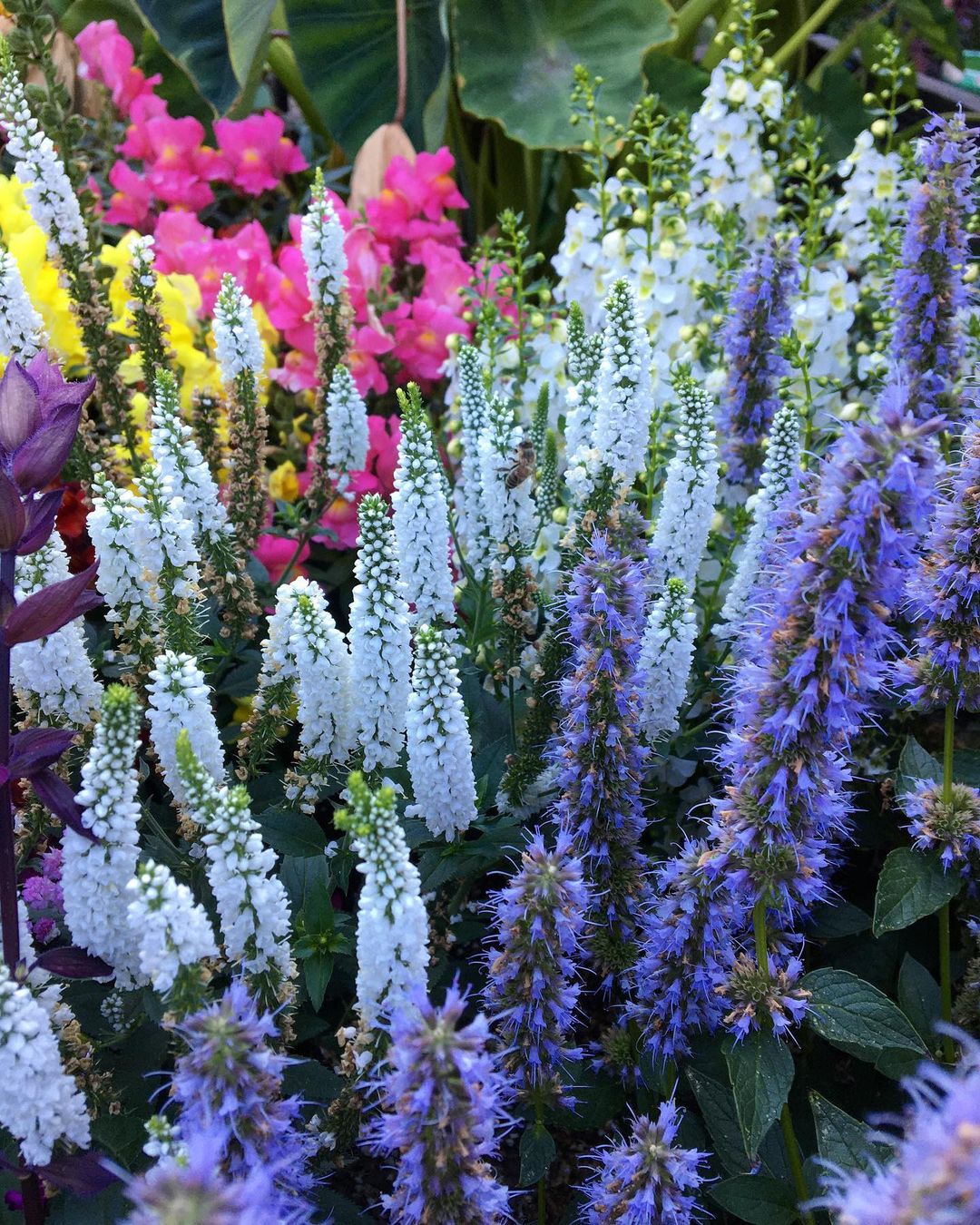 Backyard Pollinator Garden. Photo by Instagram user @jblairbullard