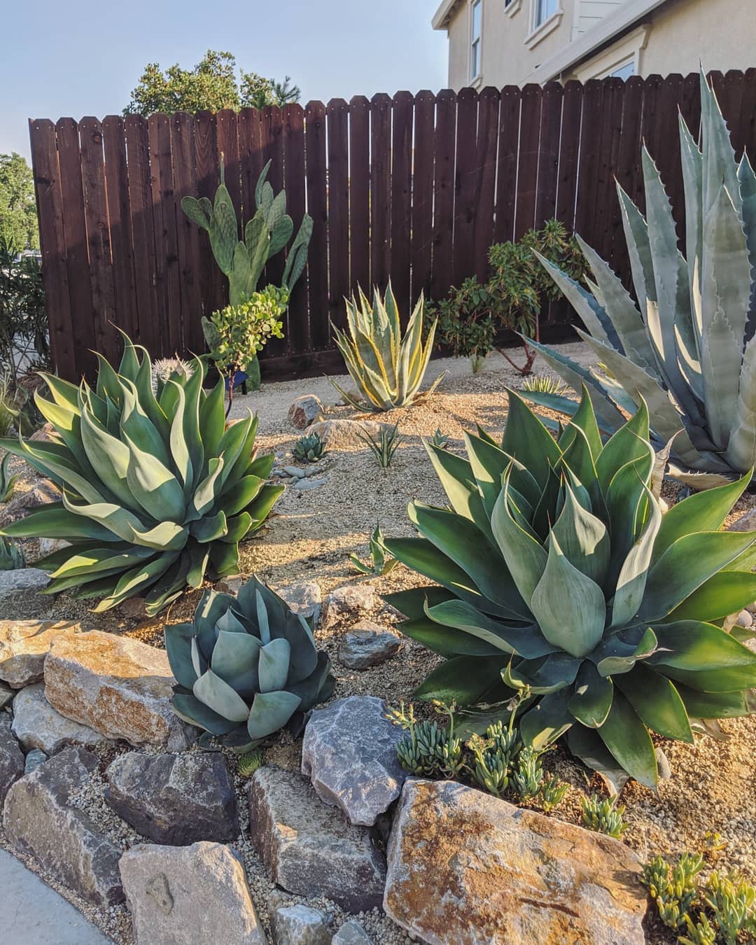 Backyard Xeriscaping with Native Plants. Photo by Instagram user @mr_agave