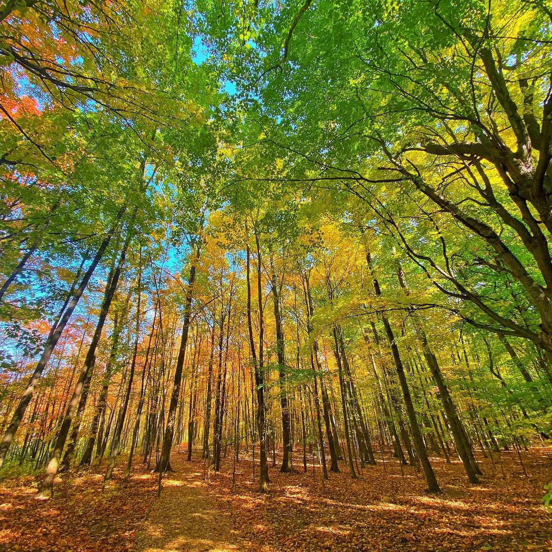 Trees in Calvin Ecosystem Preserve & Native Gardens. Photo by Instagram user @ricktreur