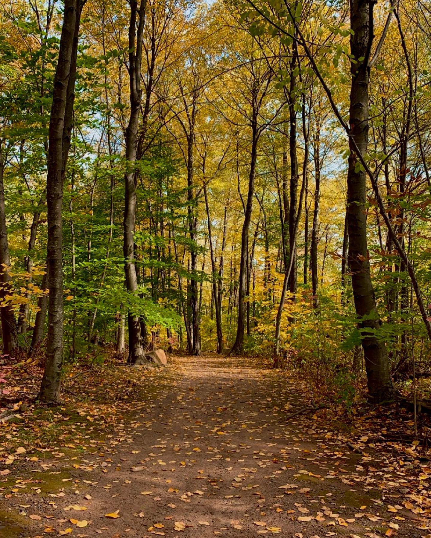 View of an outdoor walkway in the fall.
