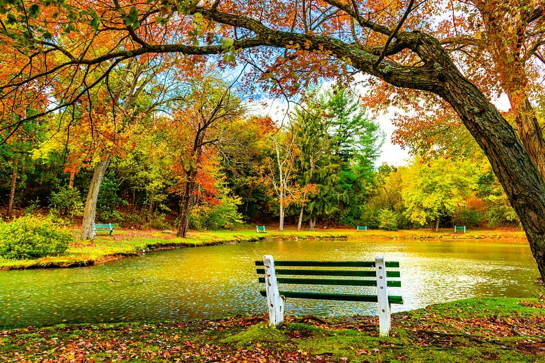 Fall in Hamilton Park in Waterbury, CT; the leaves in the treas are red, orange, green, and yellow, and those that have made their way to the ground are the same. The pond is shallow, clean, and makes you want to sit on one of the many benches surrounding it to watch it. Photo by Instagram user @whatmovesyou.photography.