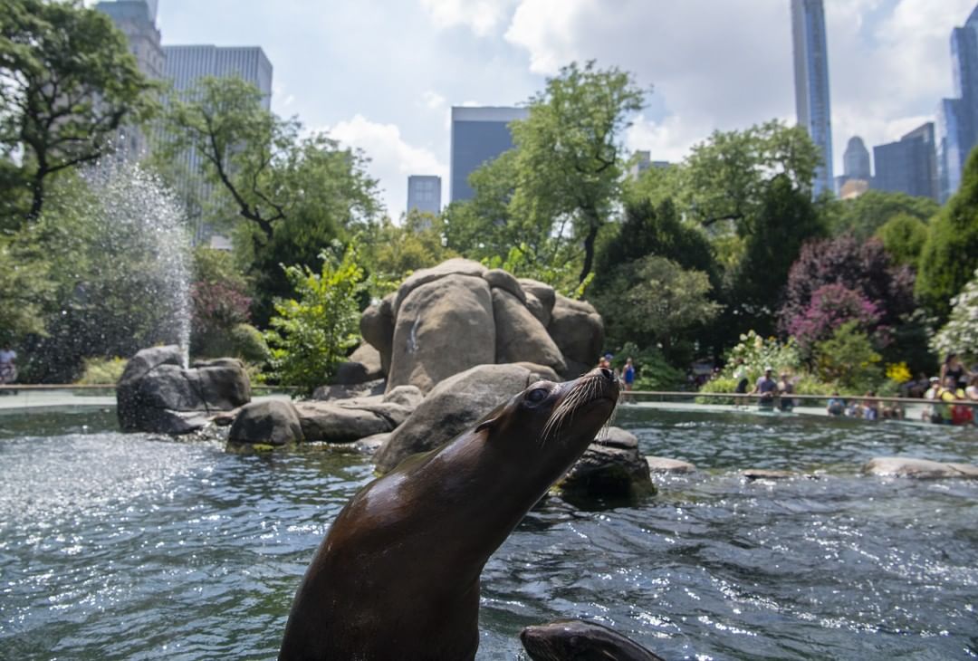 Photo of a Sea Lion at the Central Park Zoo. Photo by Instagram user @centralparkzoo
