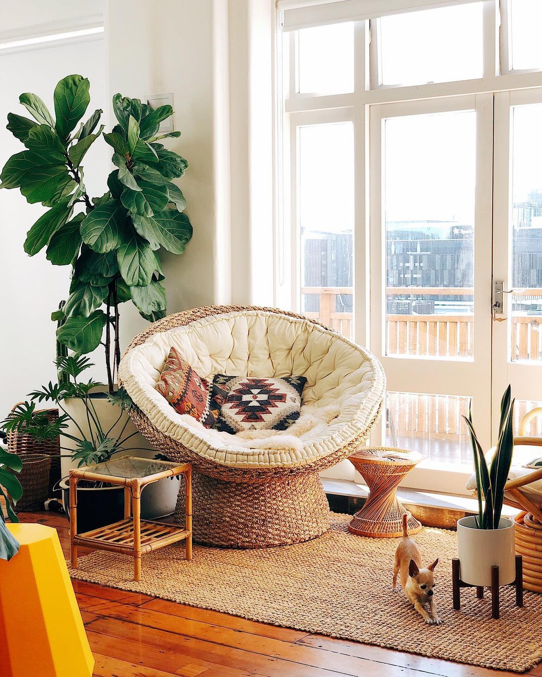 Chihuahua stretches in front of a bamboo side table, rattan papasan chair, spun bamboo side table, and various plants. Photo by Instagram user @mrcigar.
