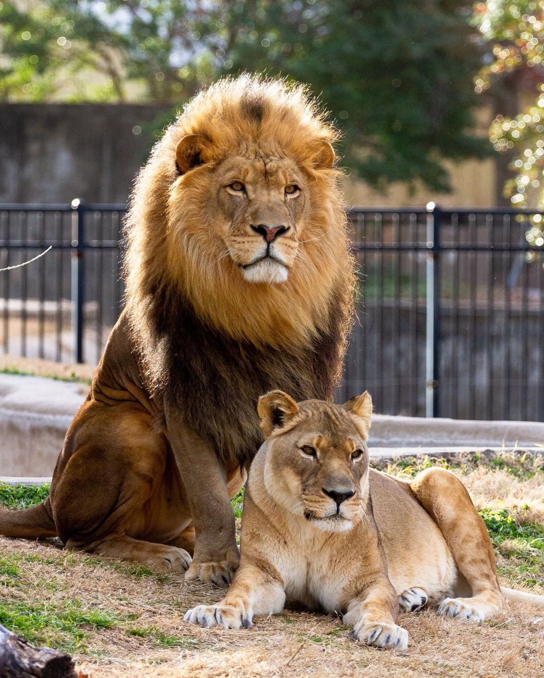 Male and Female Lion at the Tulsa Zoo. Photo by Instagram user @tulsazoo
