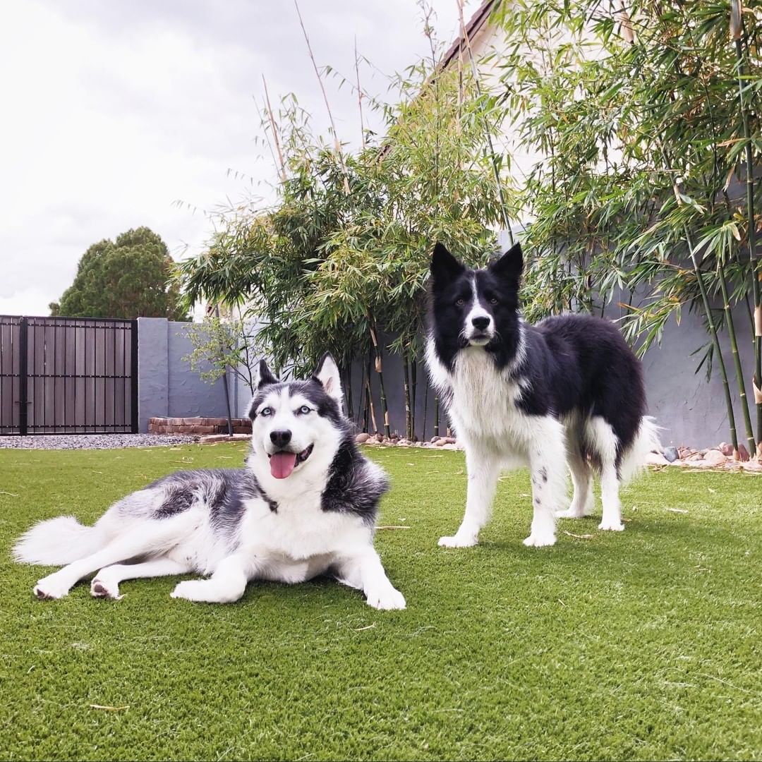 Two dogs enjoying their fenced-in backyard. Photo by Instagram User @k9grass_by_foreverlawn