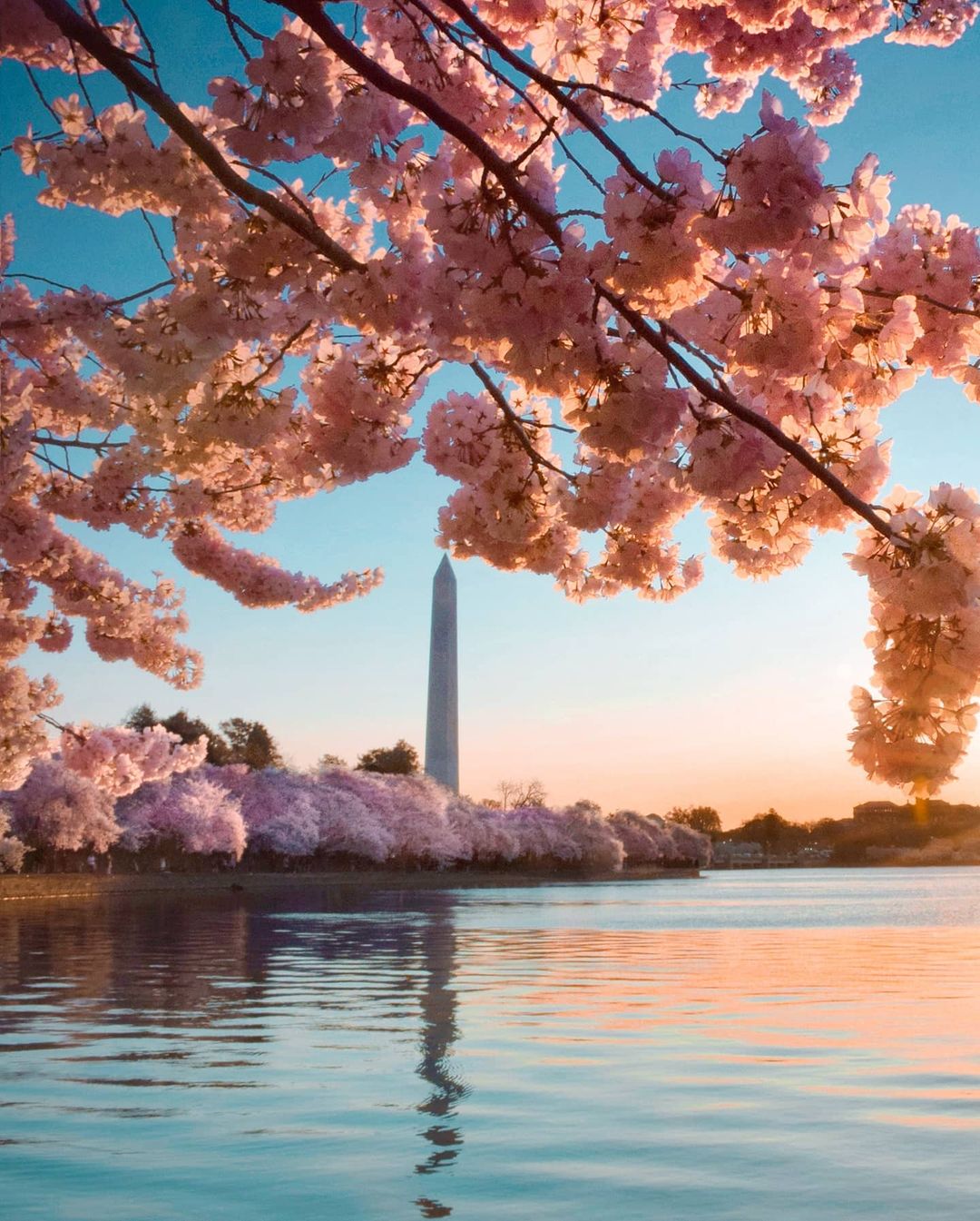 View of the Washington Monument through the Cherry Blossom Trees. Photo by Instagram user @julitmart