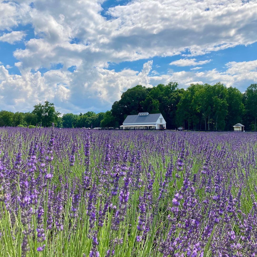 Photo of the Lavender Fields in Williamsburg, VA. Photo by Instagram user @juliesanfordphoto