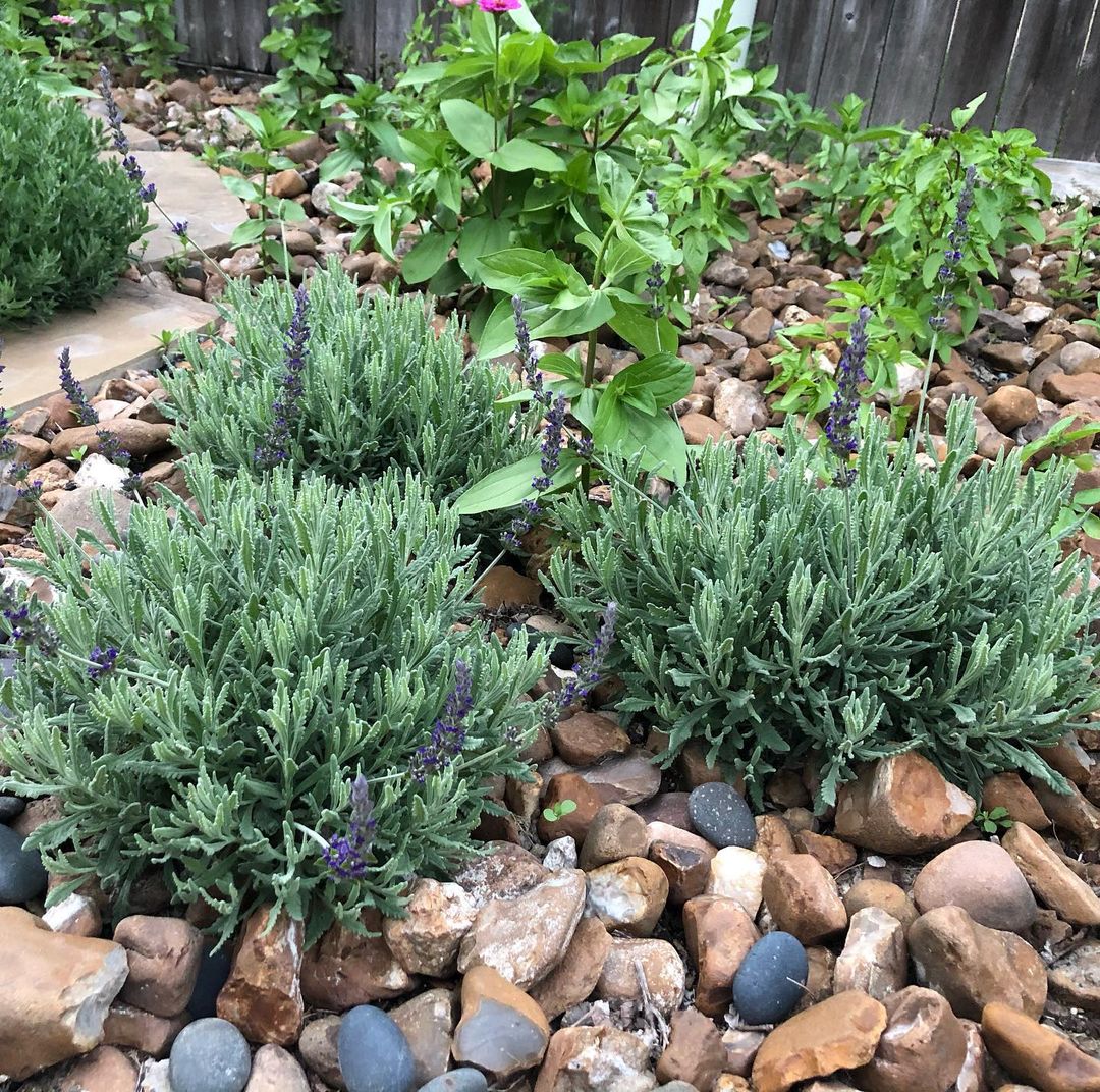Three rosemary bushes in a neat garden surrounded by rocks and no weeds. Photo by instagram user @youthulifestyle