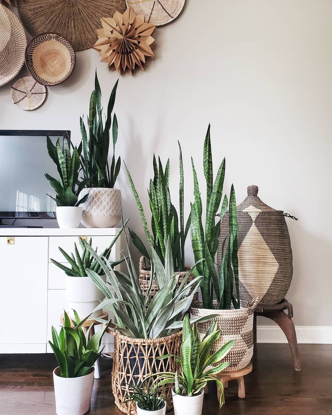 A gathering of different snake plants, which are known for their extra strong air-purifying properties. Photo by Instagram user @flora_and_furnish.