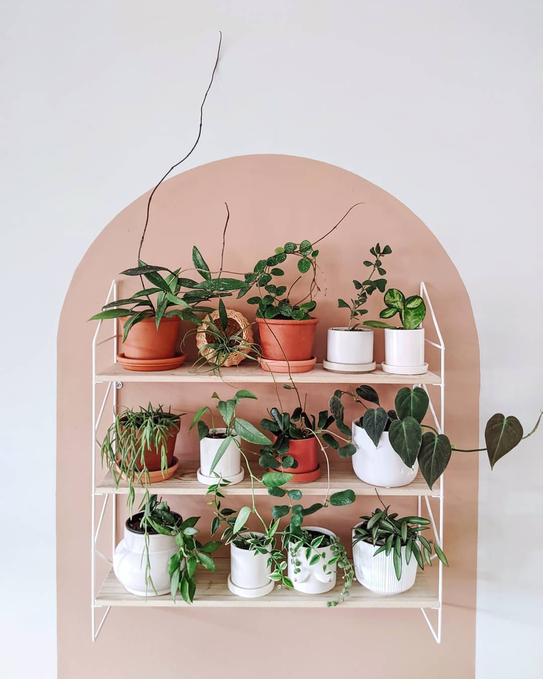 Hanging rack holding different types of plants, including crawlers and trailing plants. Photo by Instagram user @themodernmonstera.