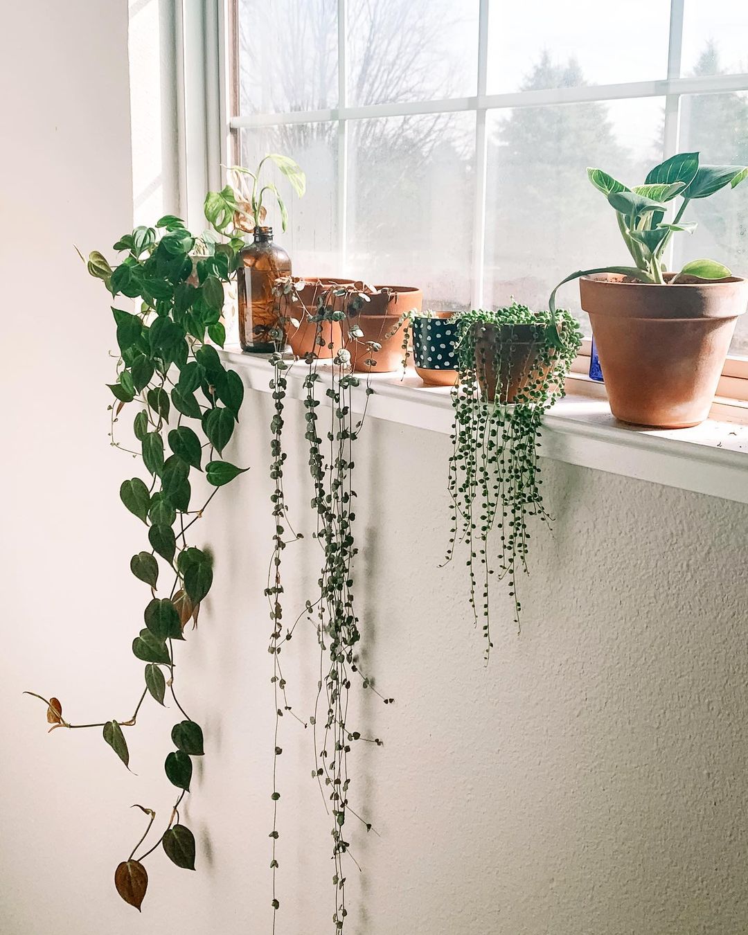 Trailing plants photoed on a windowsill. Photo by Instagram user @growing_with_jess.