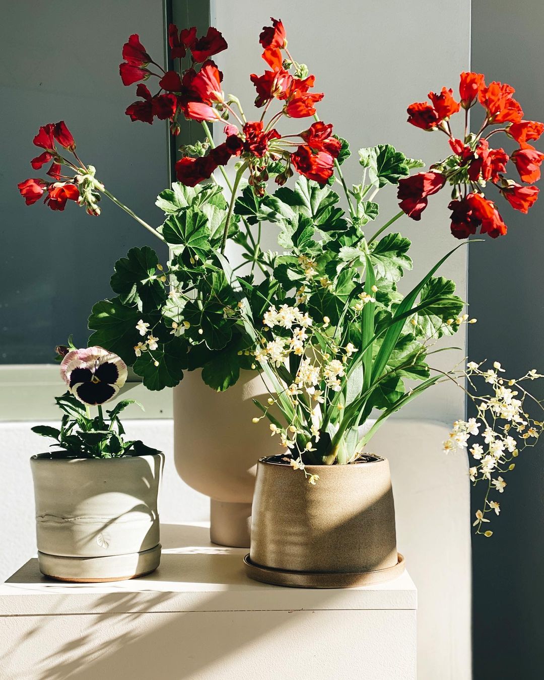 Colorful blooms shown in product photo. Photo by Instagram user @leaf_supply.