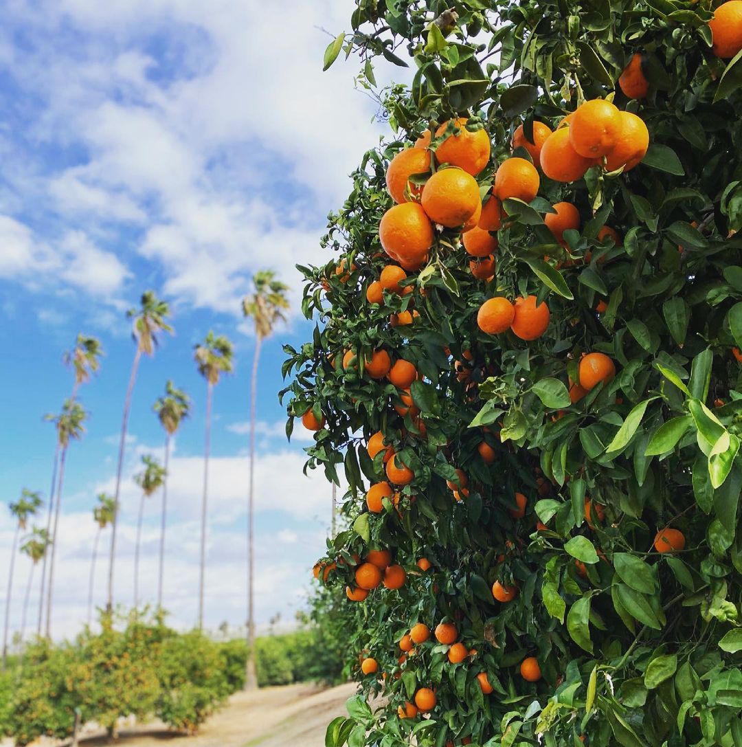 Close-up of nearly ripe oranges in California Citrus State Historic Park. Photo by Instagram user @lady.vermilion.