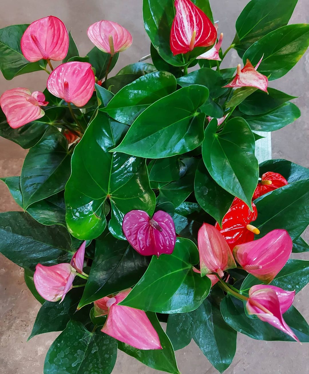 Blooming anthurium. Photo by Instagram user @viveromariac.