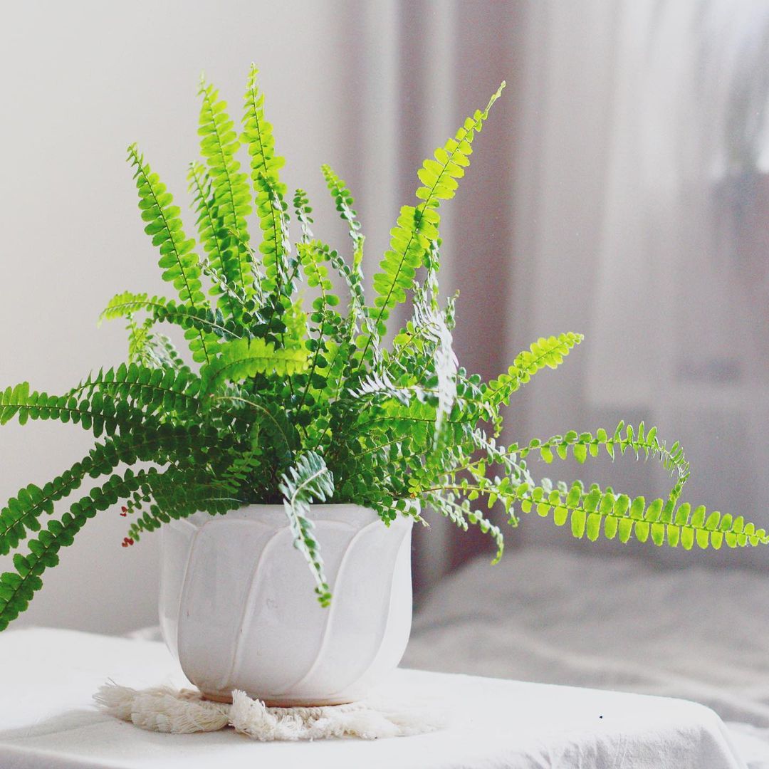 Product photo of Boston fern. Photo by Instagram user @tinygreenroom.