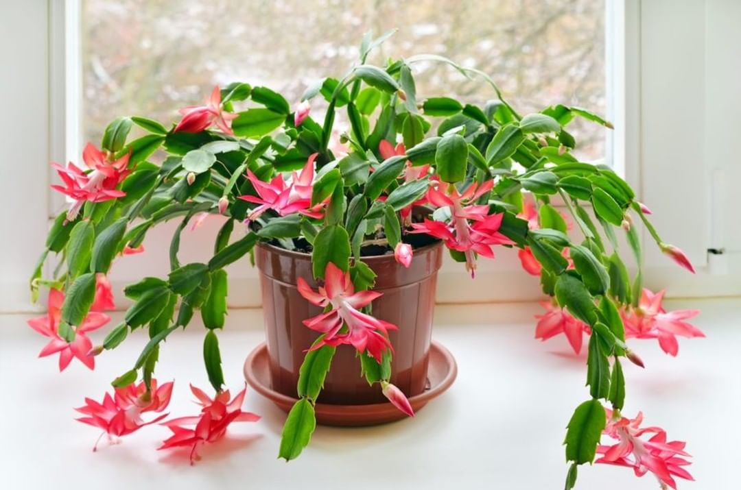 Christmas cactus blooming on a windowsill. Photo by Instagram user @gardenpotbot.
